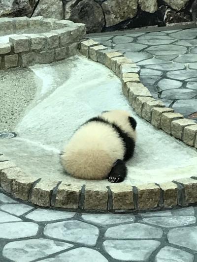 和歌山温泉療養の旅最終日