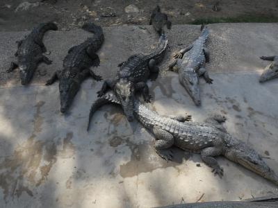 トレローニ ジャマイカ・スワンプ・サファリ・ビレッジ (Jamaica Swamp Safari Village, Trelawny)