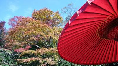 一日100人限定でゆったり紅葉狩り