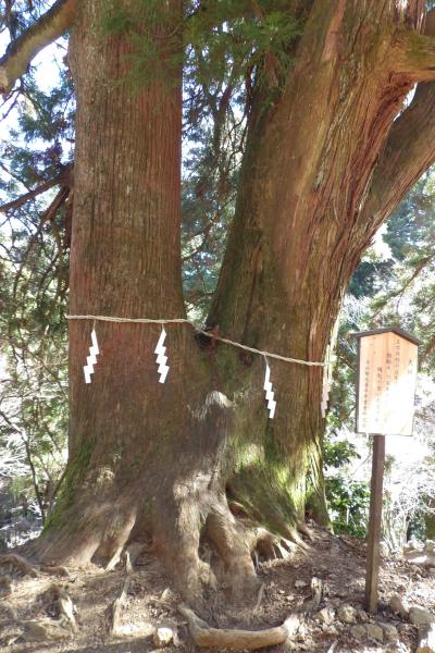 大山の夫婦杉