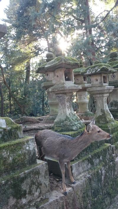 201901,北海道の冬休みは長い,広島,奈良,大阪の旅（5） 奈良,鹿に襲われるムスメ,