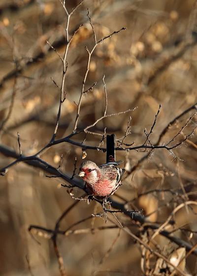 201９年１月野鳥撮影記録  Ⅴ