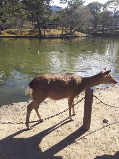 そうだ、奈良に行こう。