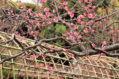 向島百花園には静かに春がやってきています♪