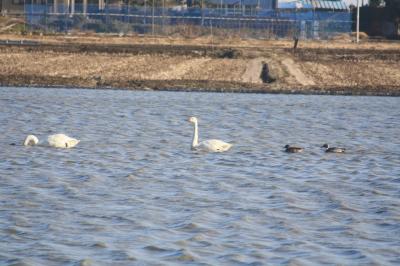 白鳥を千葉の田んぼで鑑賞とウシマルランチ