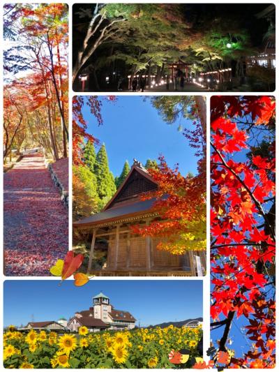 鶏足寺紅葉まだ早かった…太郎坊宮の絶景と、季節違いのひまわり