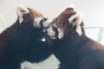 新春2019・静岡レッサーパンダ遠征（５）日本平動物園（前編）去年生まれのレッサーパンダの子供たちは、小さなお兄ちゃんのまるおくんと大きな妹のまるこちゃん＆アビシニアコロブスの親子