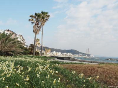 野比海岸水仙ロード