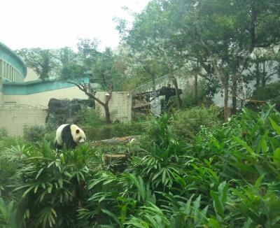 ４歳＆８歳　子連れ年越し台湾４日目　～台北動物園→一芳水果茶→有時候紅豆餅→微熱丘山→龍都酒樓→金興發生活館→寧夏夜市～