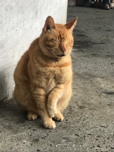 大晦日、雨の猴&#30800;