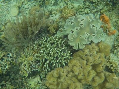 珊瑚の楽園　インドネシア・マナド　その3