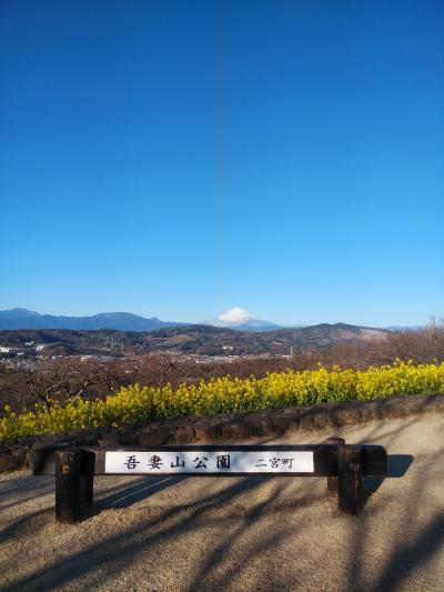 吾妻山公園菜の花と富士山眺望