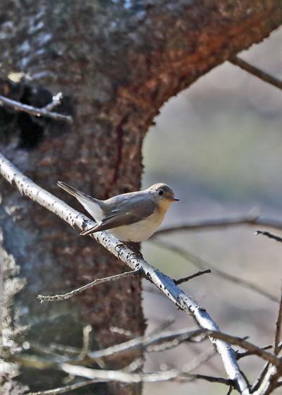 201９年１月野鳥撮影記録  Ⅵ