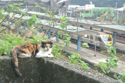 台北の猫＠2019/01