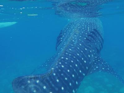 ジンベイザメと泳ぐinセブ弾丸旅行２泊4日 ☆1日目