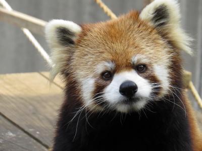 冬のレッサーパンダ紀行【６】とくしま動物園　変わりなくてよかった・・・ちょっと心配してたんだよ、ソラ君