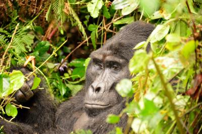 ウガンダ・マウンテンゴリラに会いに行く旅３（ムブロ湖国立公園～ブウィンディ国立公園）