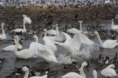 「白鳥の湖」瓢湖と新発田のお雑煮祭り