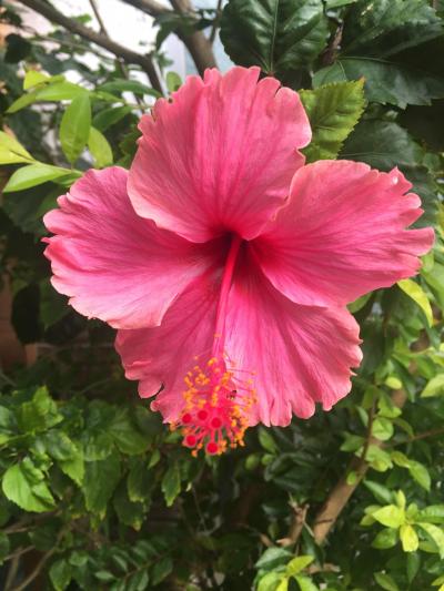 ひさびさの沖縄