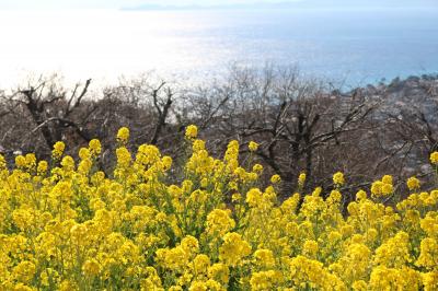 菜の花ウォッチングと徳富蘇峰記念館見学