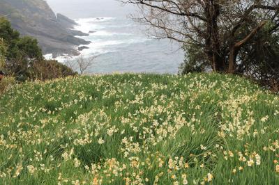 霙降る寒い越前路　満開の水仙と怒涛の荒波を撮る♪