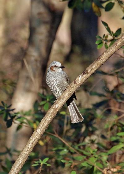 201９年１月野鳥撮影記録 　Ⅶ