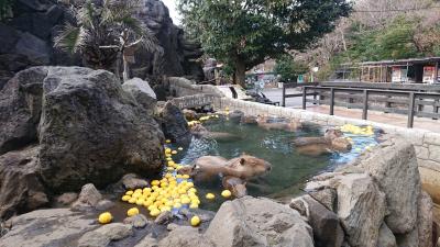 【伊豆旅行】リニューアルした界伊東に若者旅で泊まってのんびりしたり、露天風呂に入ってるカピバラ見て癒されたりpart3観光編