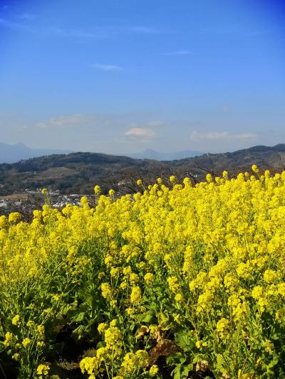 吾妻山公園菜の花と早川漁港市場飯