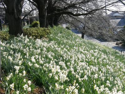 寒い冬に凛と咲く幸手権現堂公園の水仙まつり