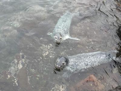 父娘旅~利尻島&礼文島~