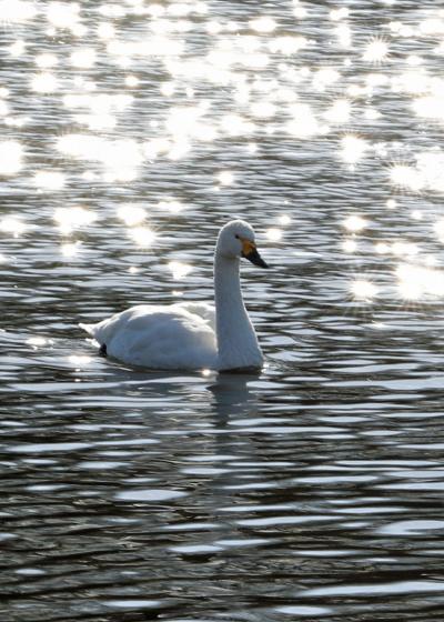 201９年１月野鳥撮影記録 　Ⅷ