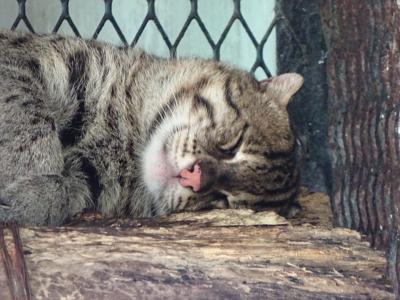 2018年12月 ヤンゴン動物園へ行ってみよう！