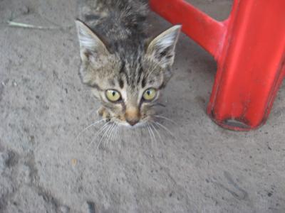 エチオピア★サクっと旅　コーヒー発祥の地で猫カフェ(=^・^=)みっけ☆