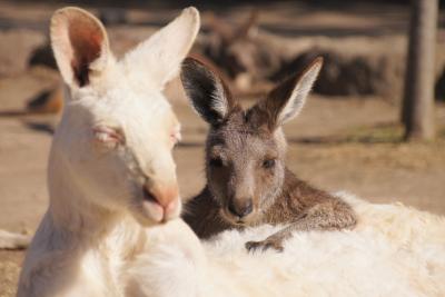 【おさんぽ動物園ログ】金沢動物園 2019年1月