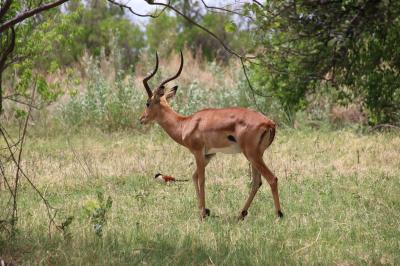 【2018年年末年始】ボツワナ・オカバンゴの休日8日間：4日目（サファリ編①）