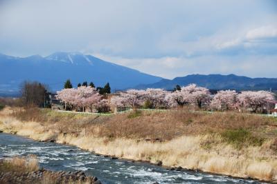 ひとりお花見部　ゴールデンウィークに長野県小諸市と佐久市でお花見