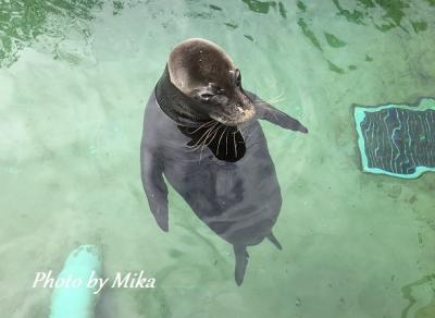 ハワイで過ごす結婚記念日⑭ ワイキキ水族館と結婚記念日ディナー