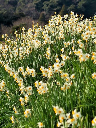 鋸南-4　江月水仙ロード　ハイキング往路で　☆スイセン花ざかりの中/例年より早く