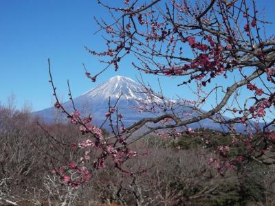 富士緑道から岩本山に