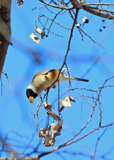 201９年１月野鳥撮影記録 　Ⅸ