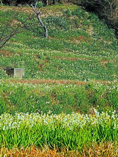 鋸南-5　南房総水仙の里　水仙ひろば　甘酒飲んで土産物を買い　☆催事は次の日曜日に