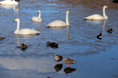 2019新年の栃木/羽田沼野鳥公園（バードウォッチング/ハクチョウ/カモ）