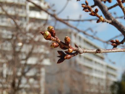 福岡中央公園の河津桜の様子