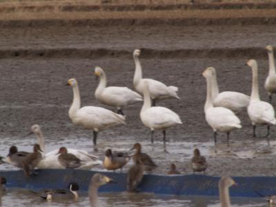 本埜（もとの）村の冬水田圃の白鳥