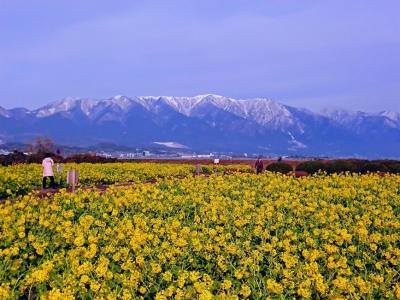 雪をかぶった比良の山並みと菜の花のコントラストが美しい♪琵琶湖マリオットホテルに泊まってきました！