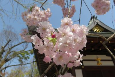 2018春、京都の花の名所(3/15)：北野天満宮(3)：八重紅枝垂れ桜、射干、連歌所の井戸