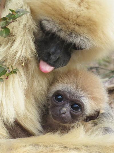 2017冬の18切符で動物園遠征３-ときわ動物園