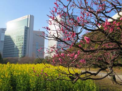 菜の花と紅梅、一足早い春気分…浜離宮庭園 