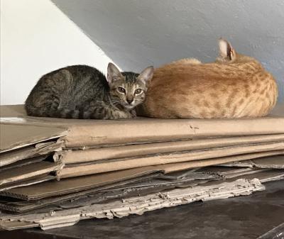 世界ネコ歩き　パキスタン編　イスラマバード　2018年