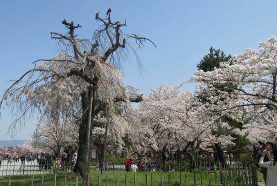 2018春、京都の花の名所(5/15)：嵐山と天龍寺(1)：枝垂れ桜、桂川、渡月橋、アオサギ
